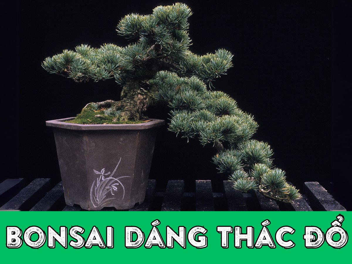 kỹ thuật tạo bonsai dáng thác đổ