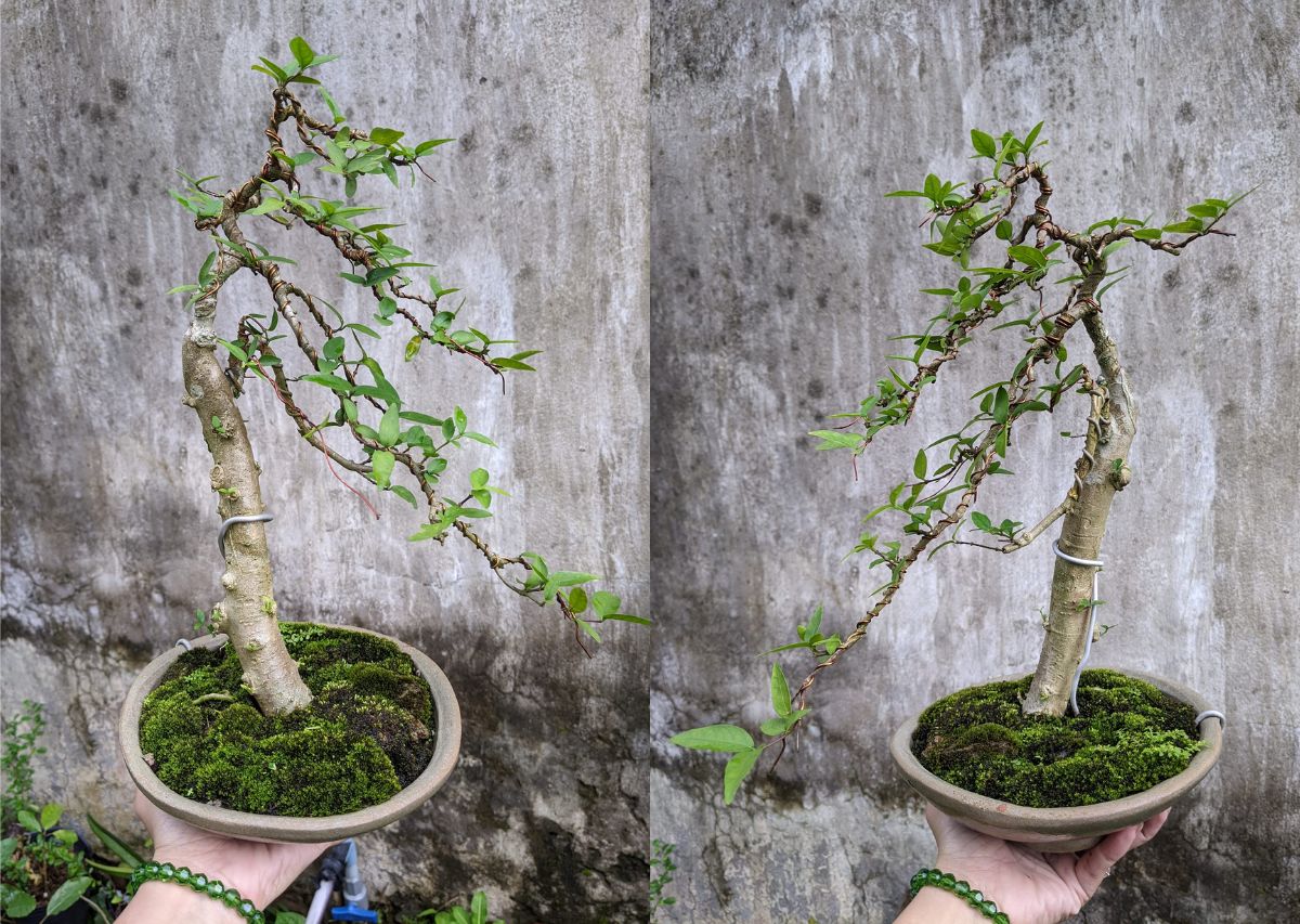 bonsai gió lùa nhẹ