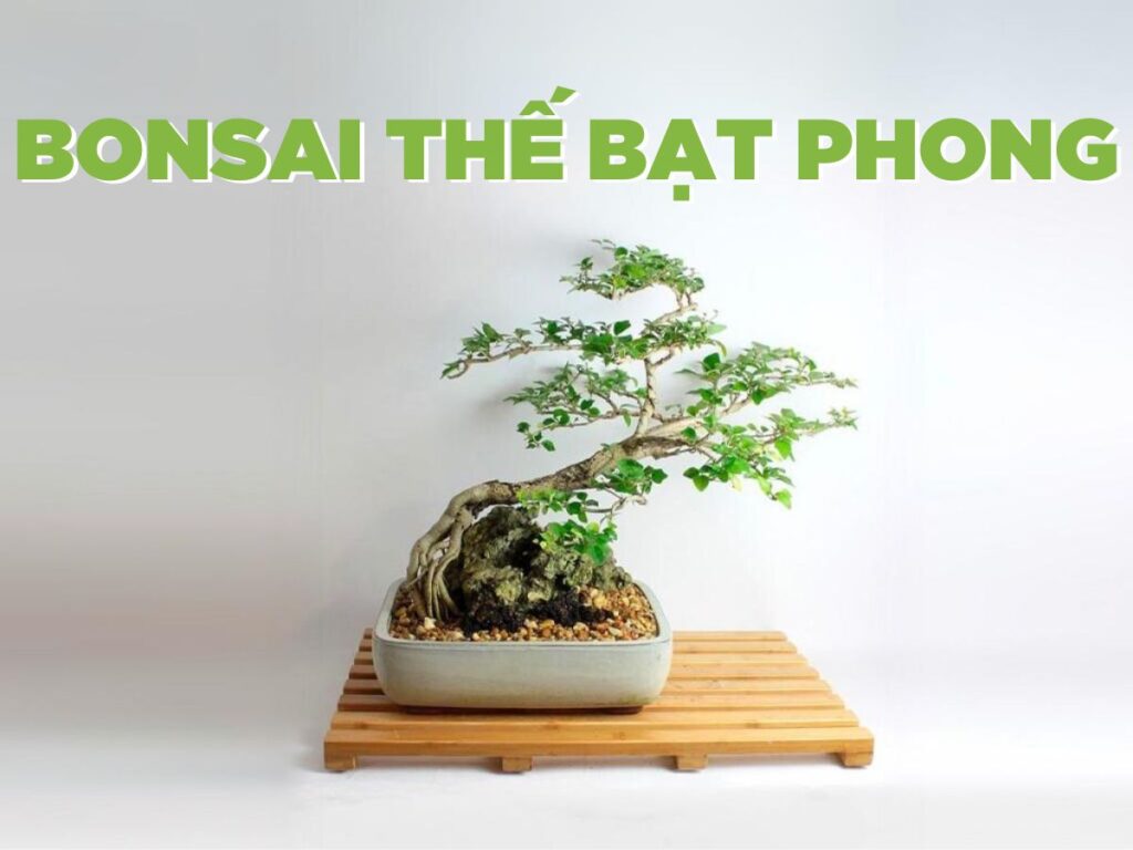 cách tạo bonsai thế bạt phong đẹp nhất