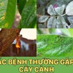 các bệnh thường gặp ở cây cảnh và cách điều trị