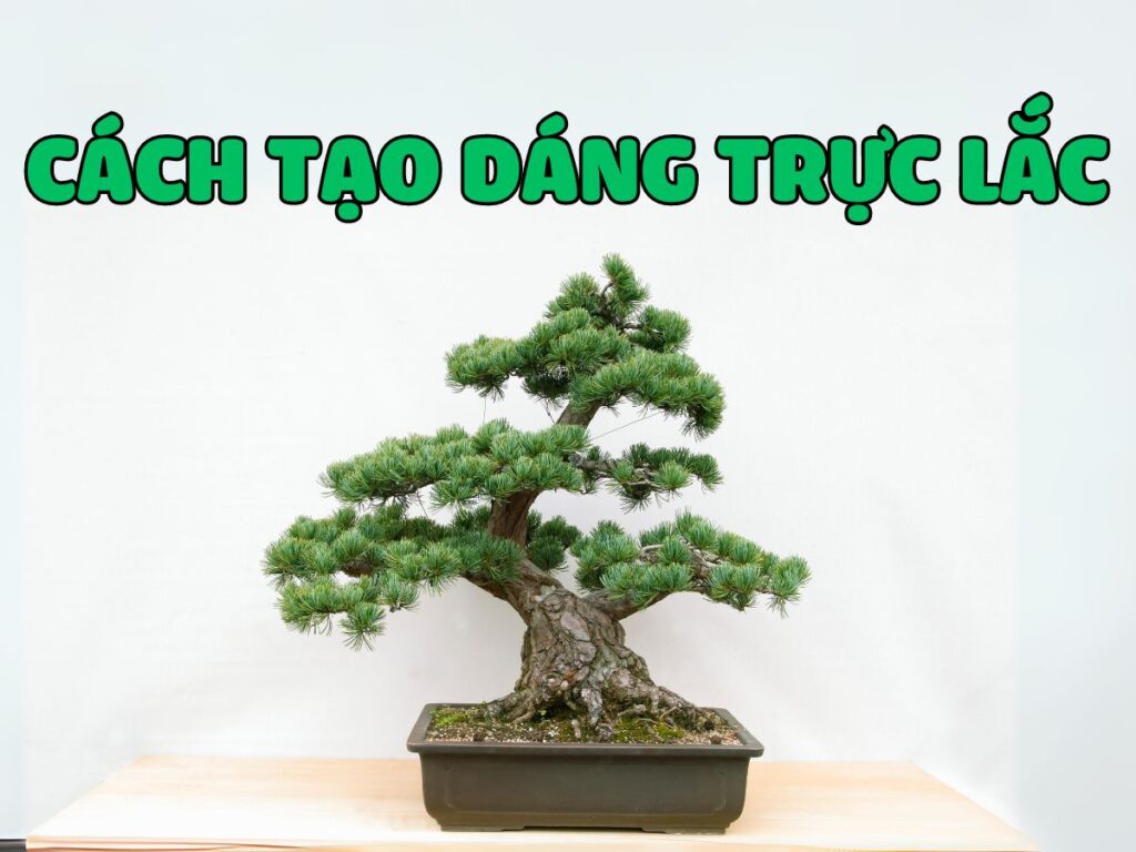 cách tạo dáng trực lắc