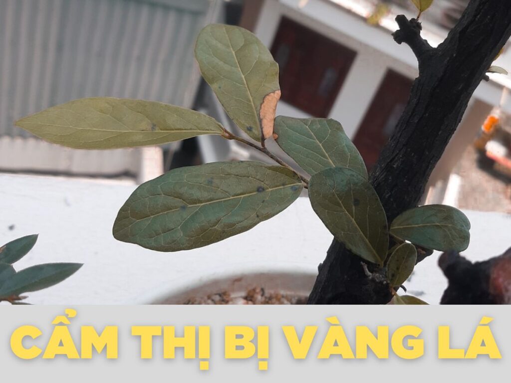 cẩm thị bị vàng lá - nguyên nhân và cách chữa trị