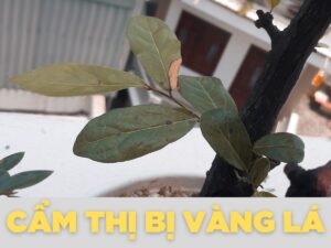 cẩm thị bị vàng lá - nguyên nhân và cách chữa trị