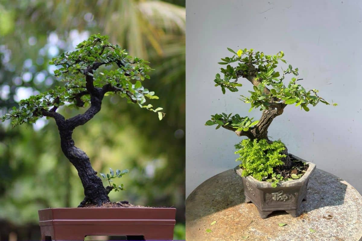 cẩm thị bonsai thế tam đa