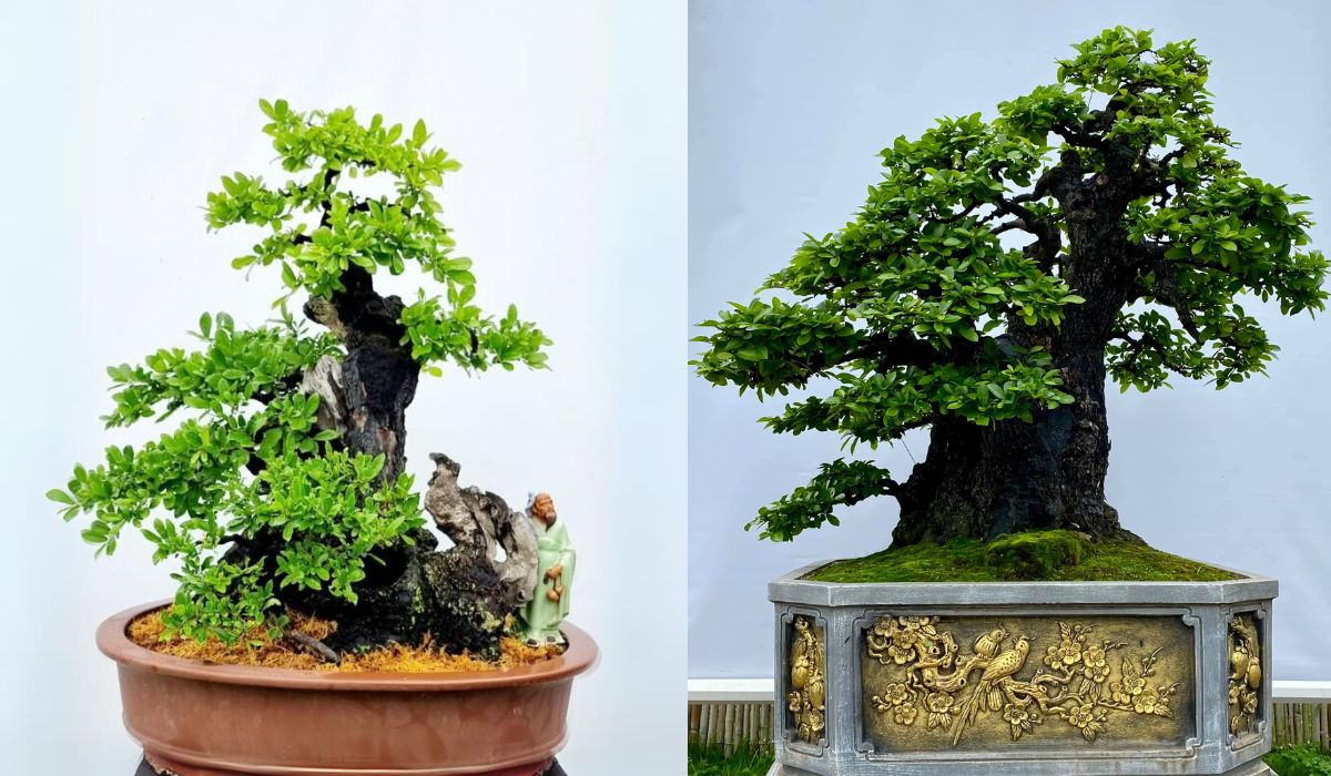 cây cẩm thị bonsai