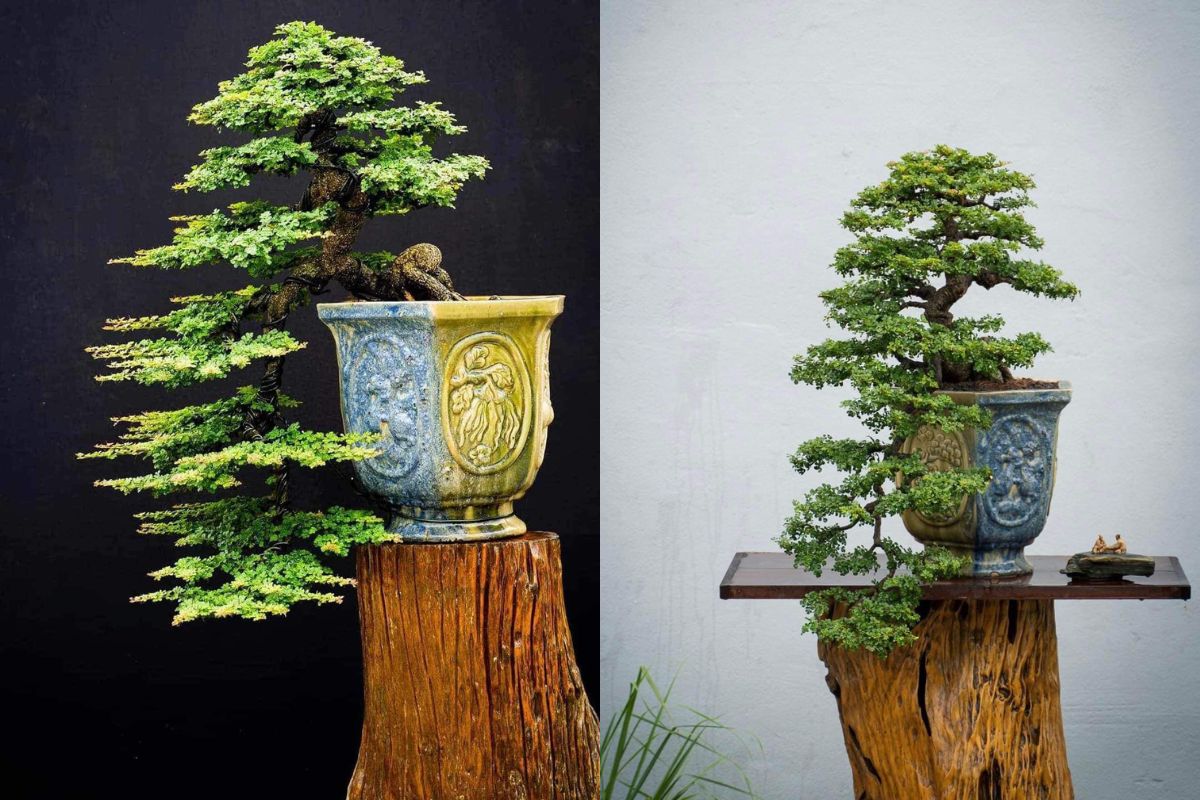 cần thăng bonsai dáng huyền