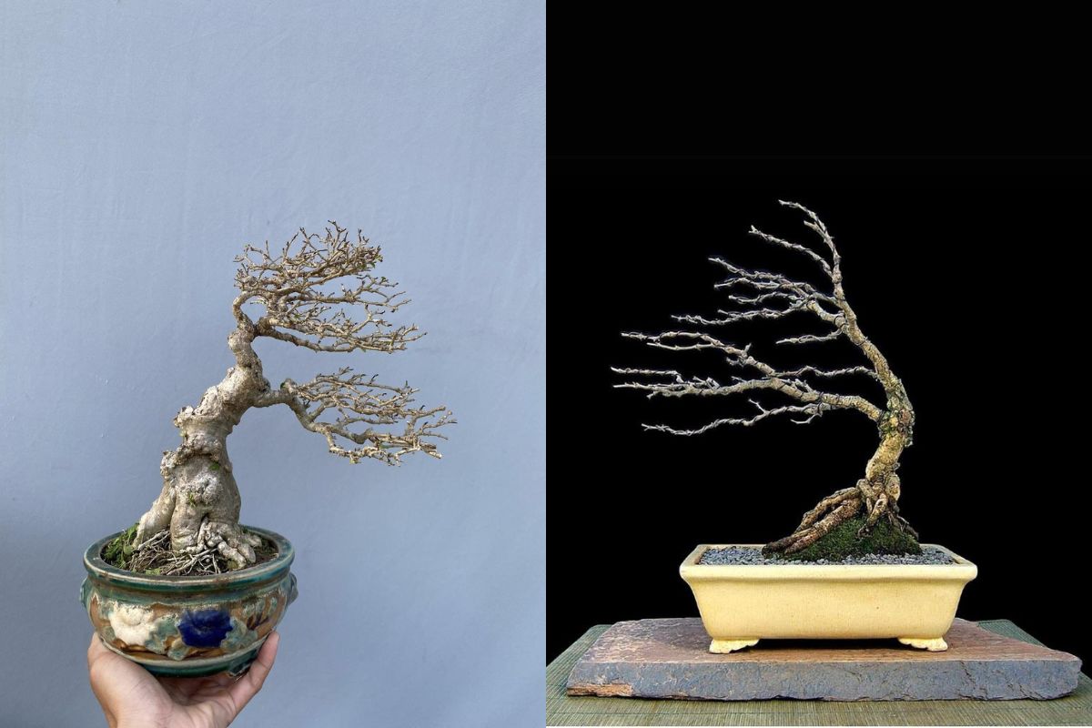 cắt tỉa cây bonsai thế bạt phong