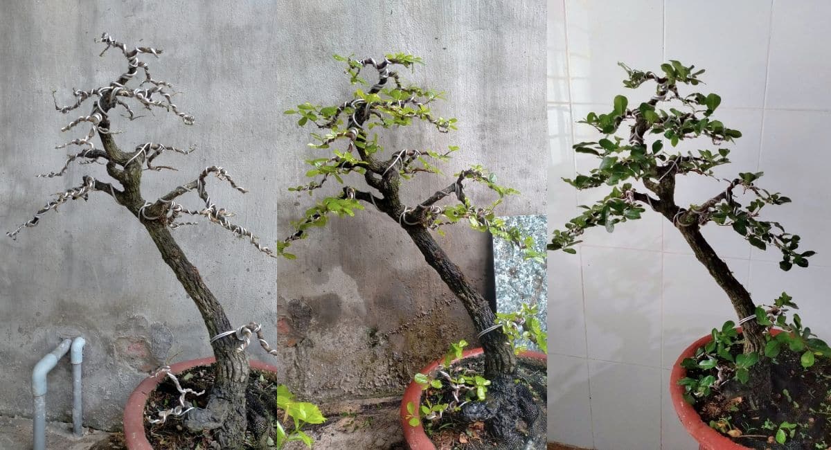 cắt tỉa và uốn cành cây cẩm thị bonsai