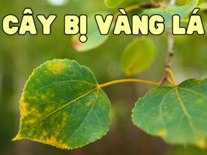 cây bị vàng lá - nguyên nhân và cách khắc phục hiệu quả nhất