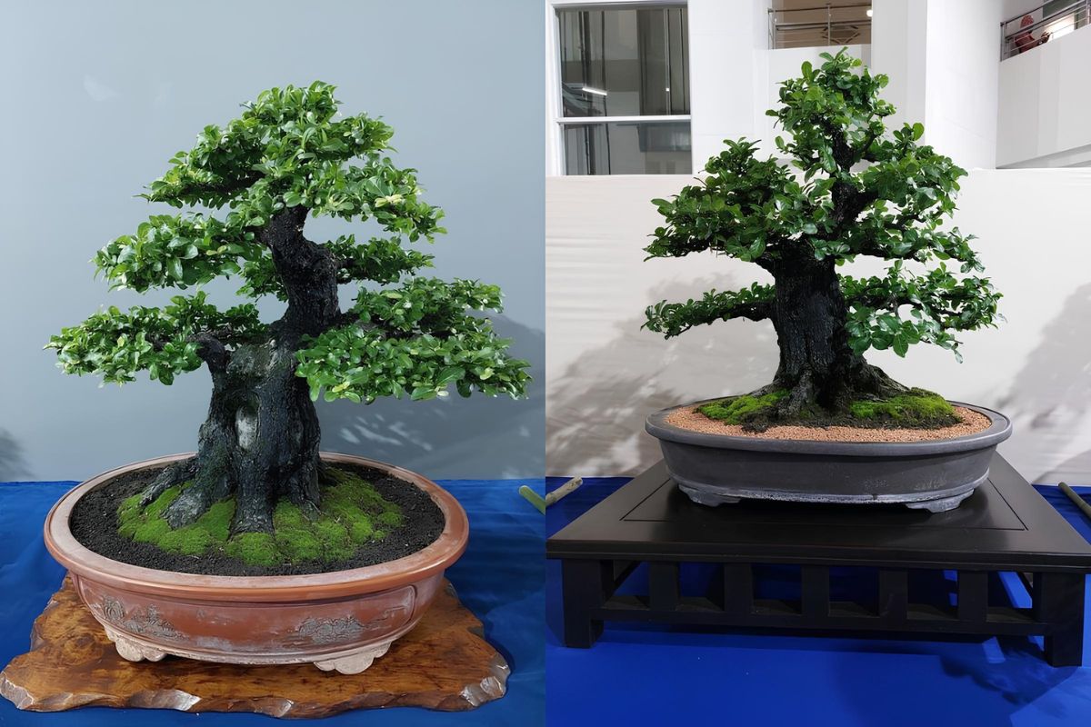 cây cẩm thị bonsai thế ngũ phúc