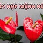 tổng hợp 10 loại cây hợp mệnh hỏa được yêu thích nhất