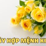 tổng hợp 10 loại cây hợp mệnh kim được yêu thích nhất