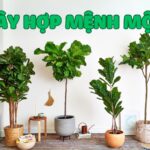 những loại cây hợp mệnh mộc