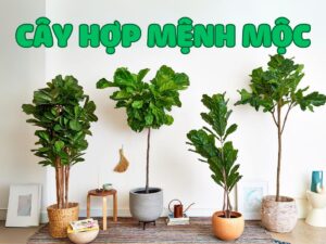 những loại cây hợp mệnh mộc