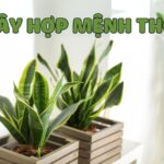 cây hợp mệnh thổ