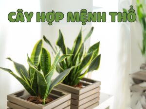 cây hợp mệnh thổ