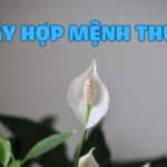 mệnh thủy hợp cây gì? top 10 cây hợp mệnh thủy phổ biến