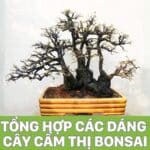 tổng hợp các dáng cây cẩm thị bonsai đẹp nhất