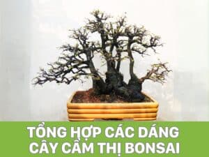 tổng hợp các dáng cây cẩm thị bonsai đẹp nhất