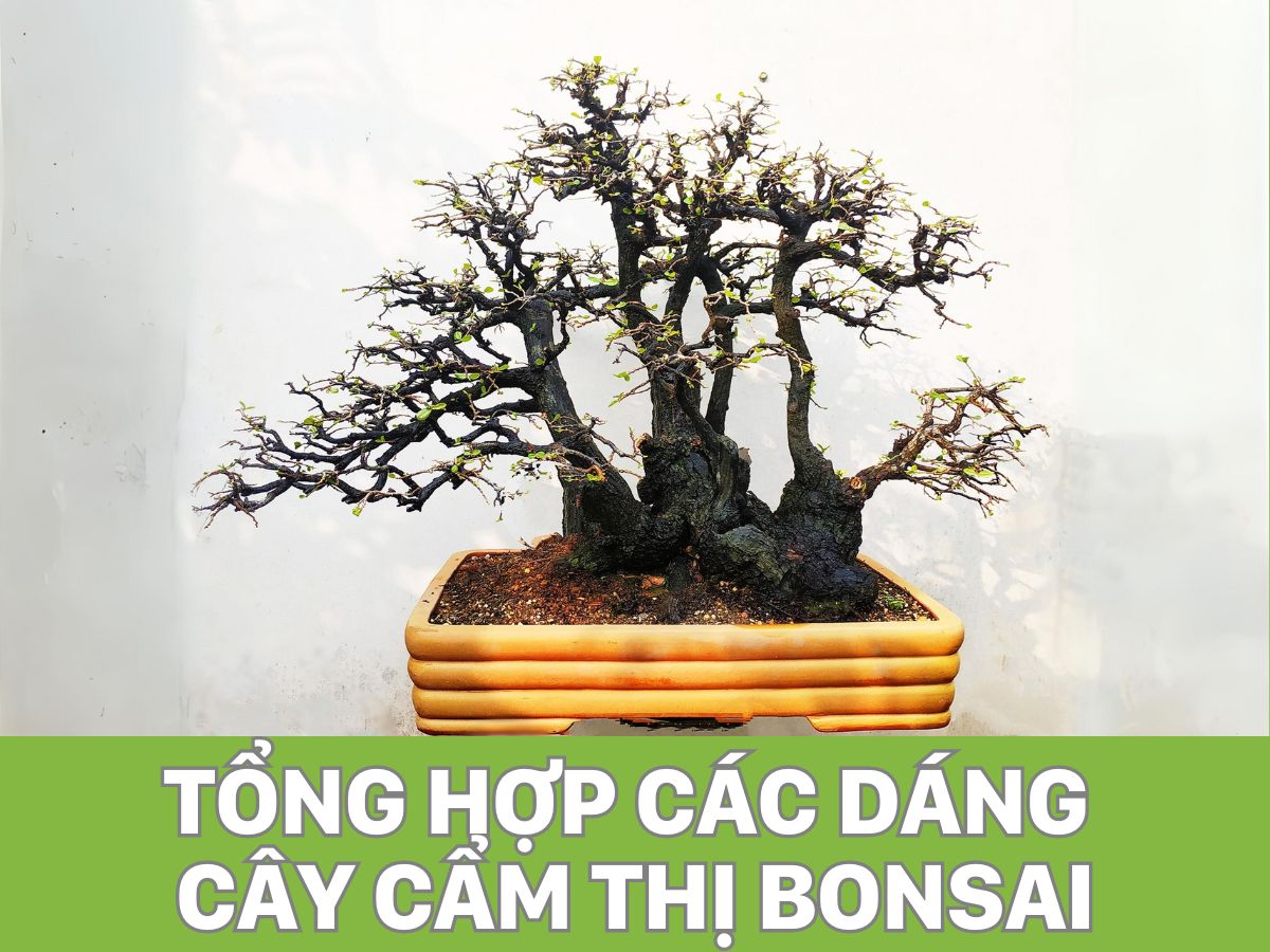 tổng hợp các dáng cây cẩm thị bonsai đẹp nhất