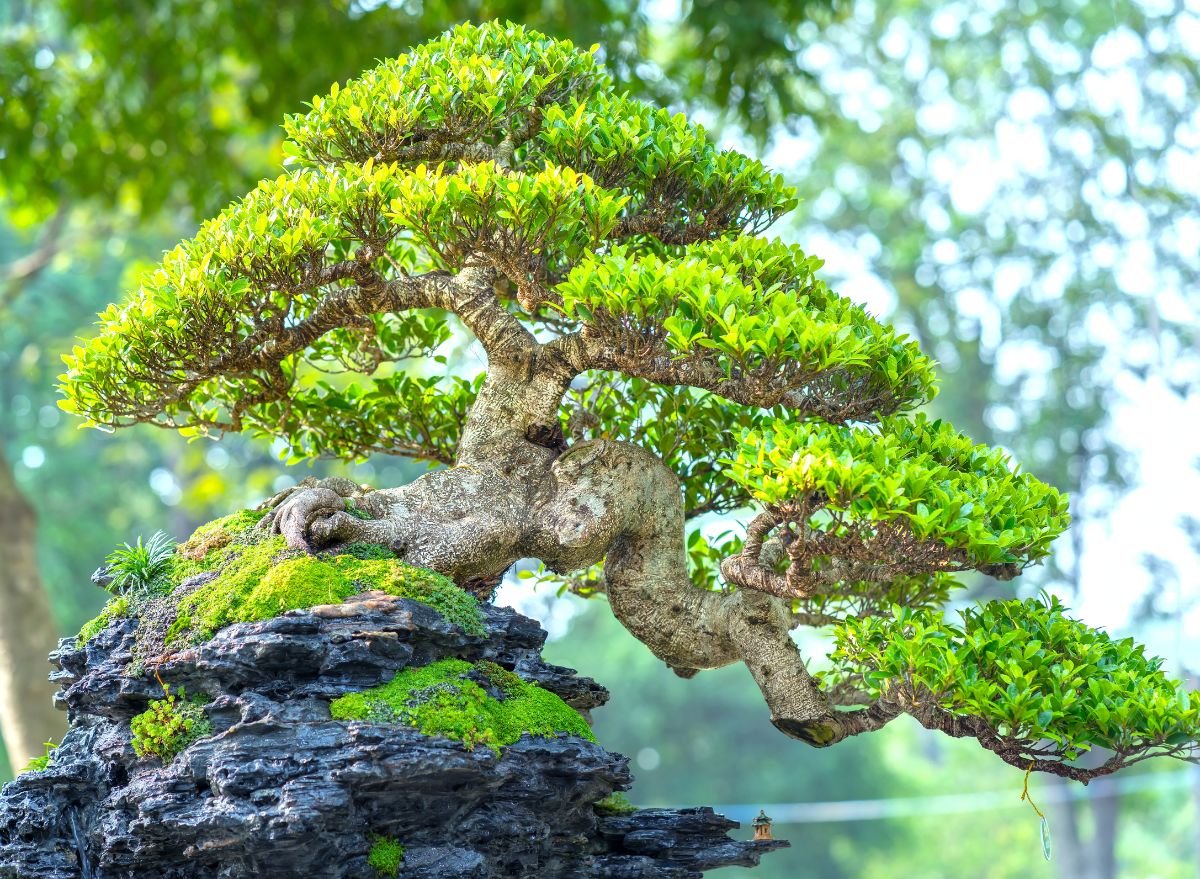 lịch sử và nguồn gốc của bonsai dáng thác đổ