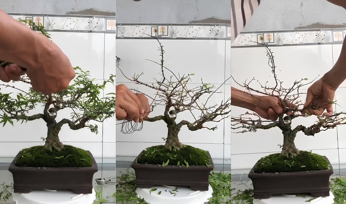 thực hiện tạo dáng cây bonsai trực lắc