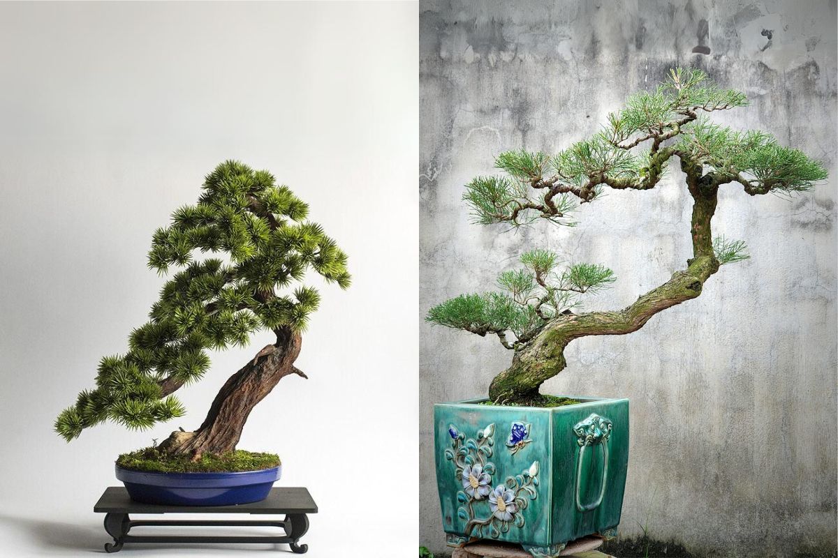 ý nghĩa của cây bonsai thế bạt phong