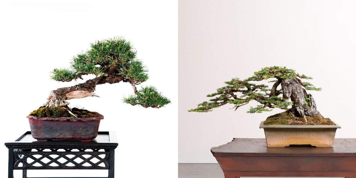 bonsai dáng hoành có nguồn gốc trừ trung quốc