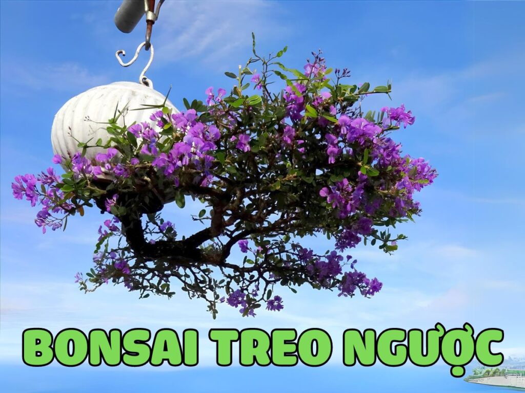 bonsai treo nguoc