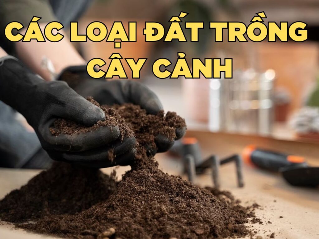 tổng hợp các loại đất trồng cây cảnh phổ biến tốt nhất hiện nay