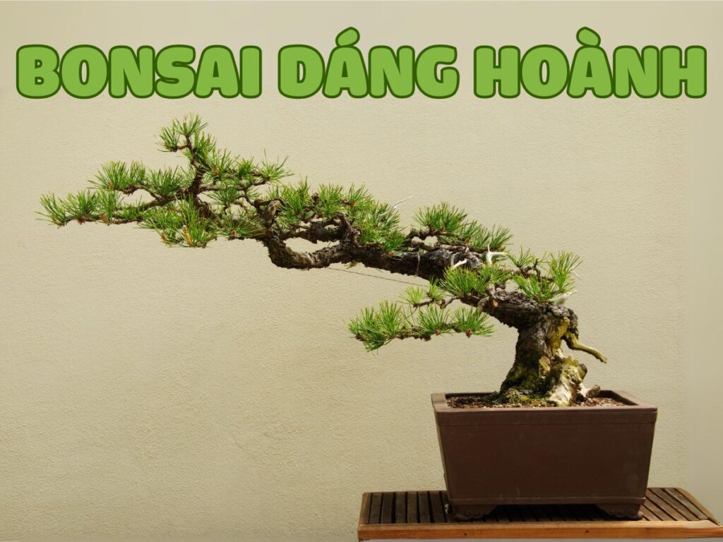 các tạo bonsai dáng hoành