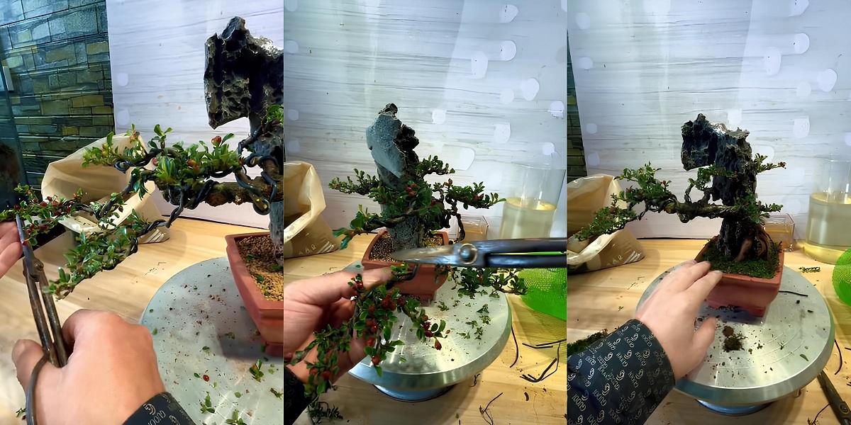 cắt tỉa bonsai dáng hoành 