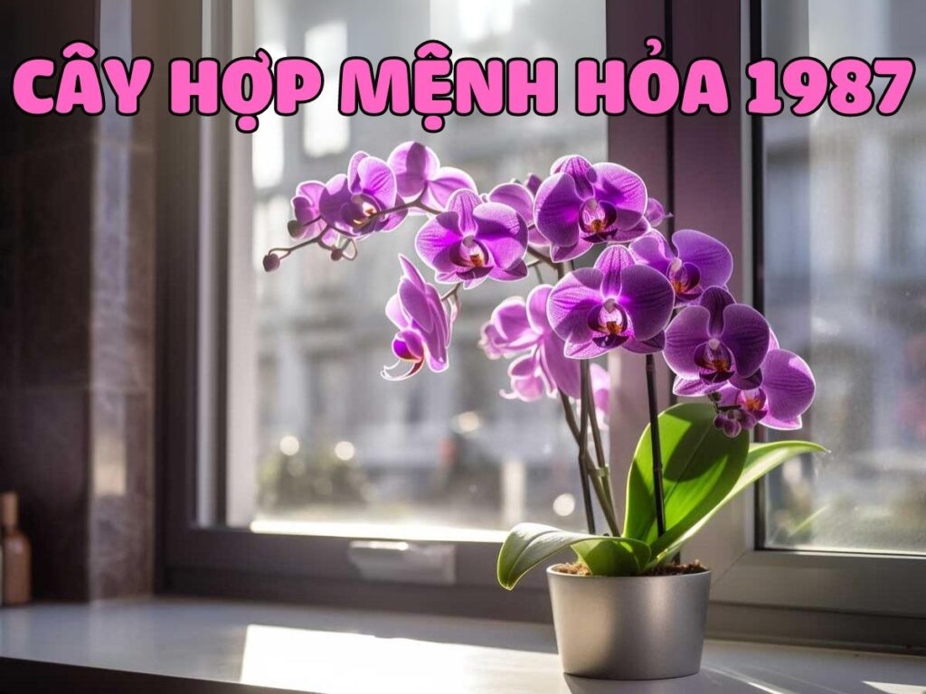 cây hợp mệnh hỏa 1987 mang lại may mắn và thịnh vượng