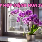 cây hợp mệnh hỏa 1987 mang lại may mắn và thịnh vượng