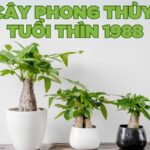 các loại cây phong thủy tuổi thìn 1988 phổ biến