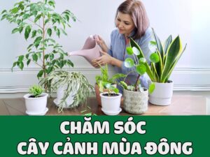 bật mí cách chăm sóc cây cảnh mùa đông để cây luôn tươi tốt