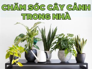 9 cách chăm sóc cây cảnh trong nhà hiệu quả cho người