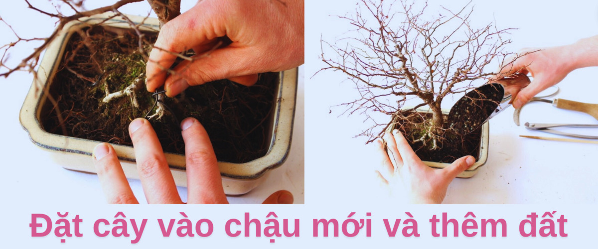 đặt cây vào chậu mới