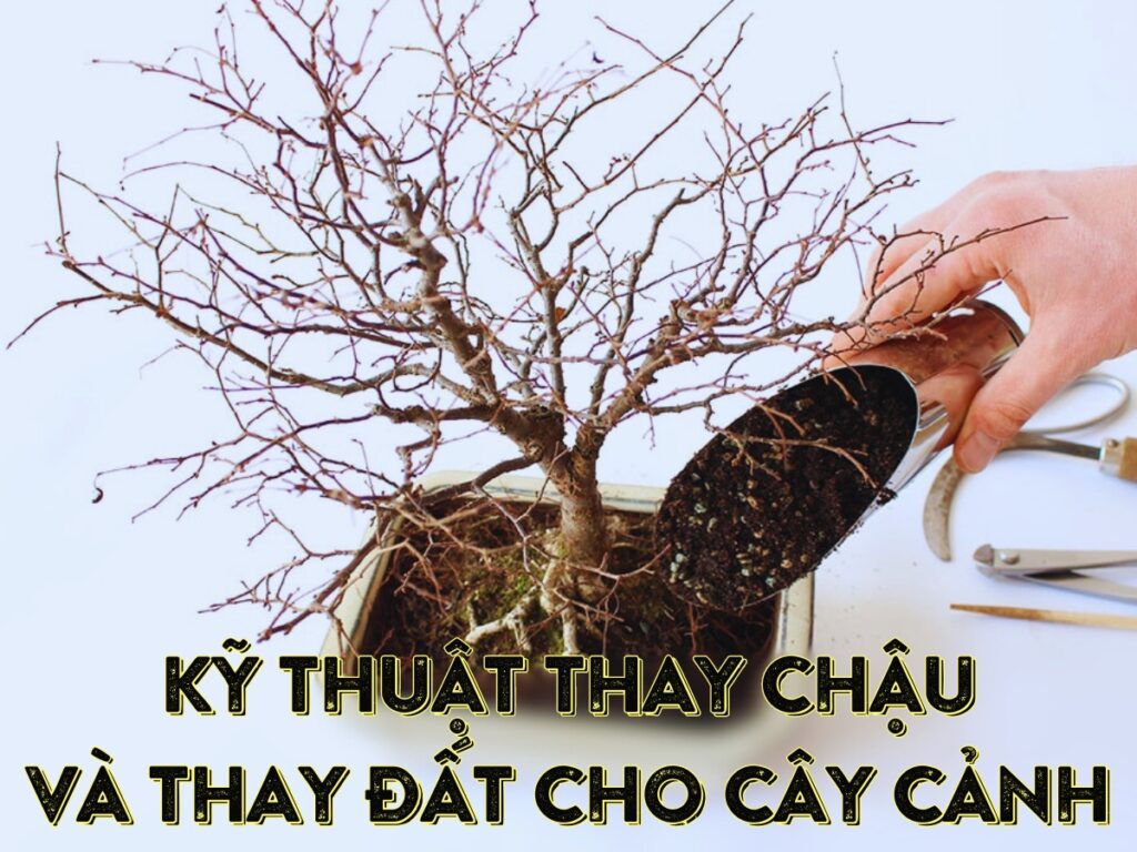 kỹ thuật thay chậu và thay đất cho cây cảnh chi tiết nhất