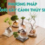 phương pháp trồng cây cảnh thủy sinh