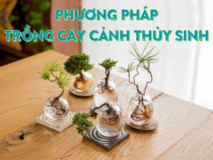 phương pháp trồng cây cảnh thủy sinh