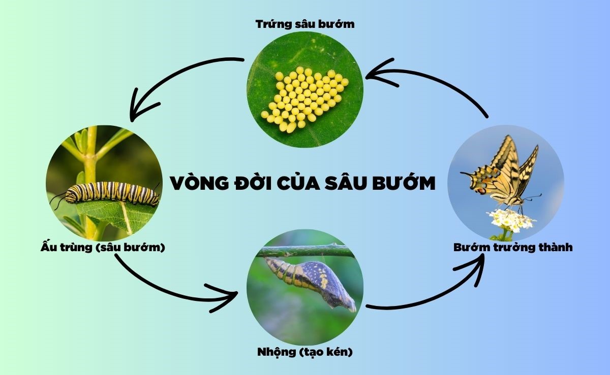 vòng đời của sâu bướm