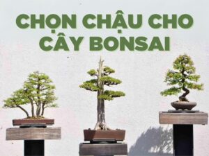 hướng dẫn cách chọn chậu cho cây bonsai