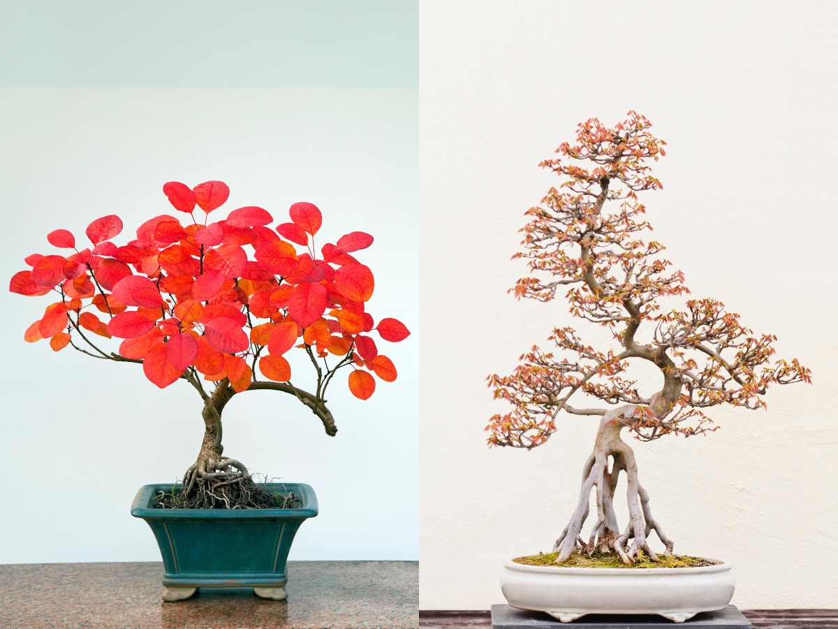 chọn chậu cho cây bonsai có màu sắc phù hợp