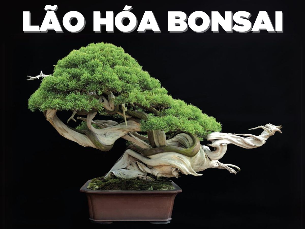 ky thuat lao hoa bonsai