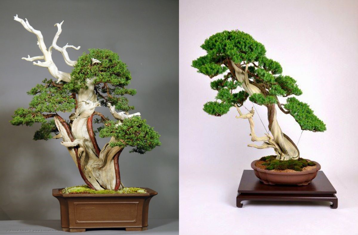 kỹ thuật lão hóa bonsai - cây nửa sống nửa chết (tanuki)