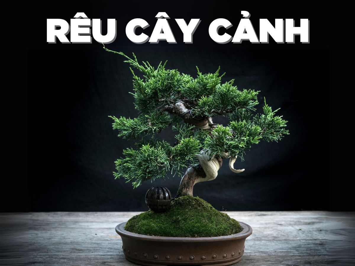 reu cay canh