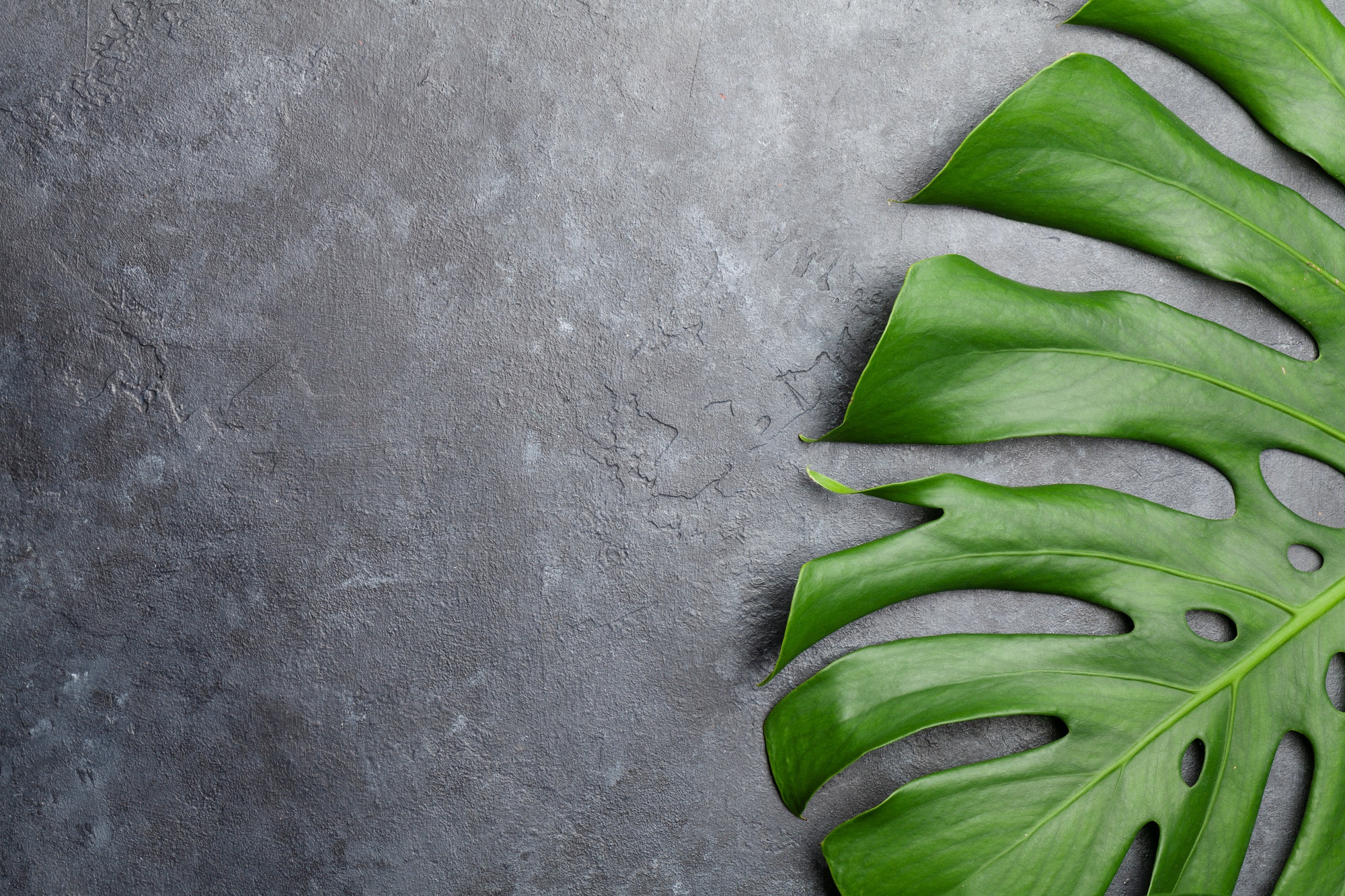 stone background with green plant leaf