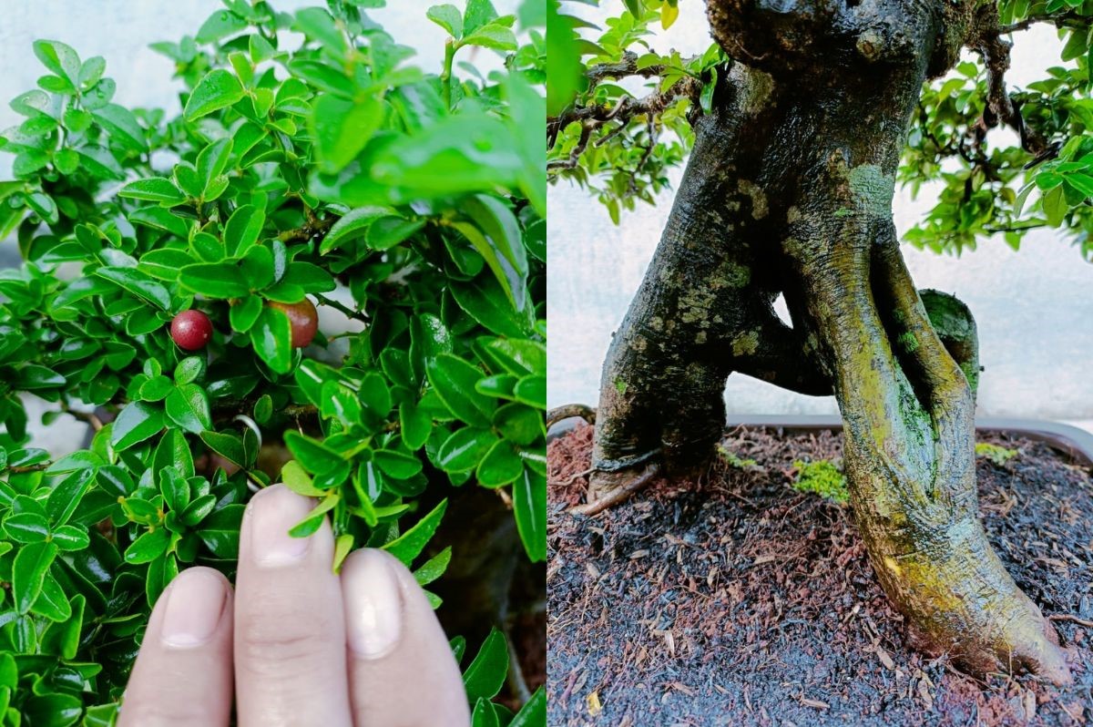 tưới nước thường xuyên cho cây kim quất bonsai