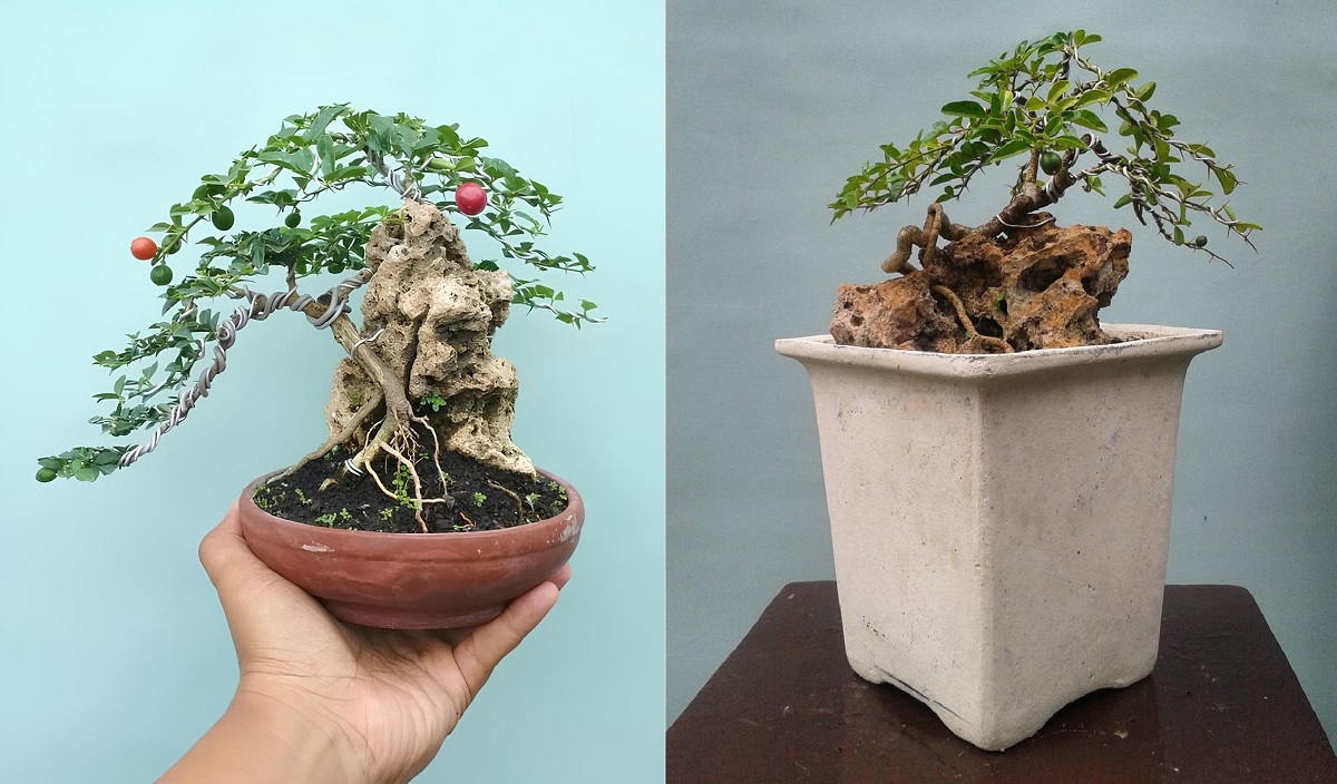 thực hiện uốn nắn cành bonsai kim quýt